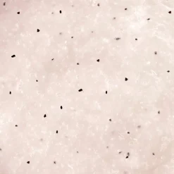 Adopt Baiser Au Coucher Du Soleil| Exfoliant